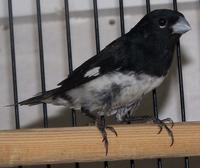 *Black & White Seedeater