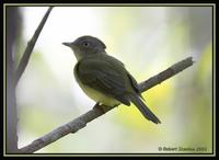 Saffron-crested Tyrant-Manakin