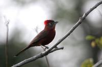 Red-crested  finch