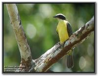 Rusty-margined flycatcher
