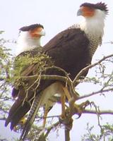 Caracara cheriway