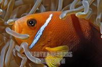 ...Fire Clownfish ( Amphiprion melanopus ) , Vakarufalhi , Ari atoll , Indian Ocean , Maldives stoc
