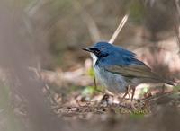 Siberian Blue robin C20D 03496.jpg