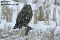 Asio flammeus , 쇠부엉이 - Short-eared Owl