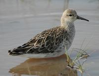 Tanzanian Birds