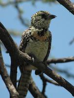 Usambiro Barbet p.262