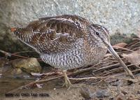 Solitary Snipe Gallinago solitaria 청도요