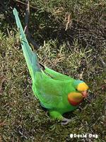 Superb Parrot