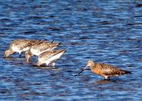 Bar-tailed Godwit