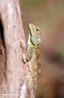 Female blue-headed tree agama (Acanthocerus atricollis)