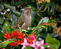 Little Wattlebird (Anthochaera chrysoptera)