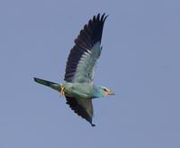 Roller (Coracias garrulus)