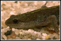 : Ambystoma macrodactylum; Long-toed Salamander