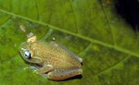 : Boophis tasymena; Red-spotted Treefrog