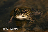 : Bufo arabicus; Arabian Toad