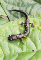 : Bolitoglossa franklini