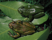 : Dendropsophus labialis