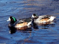 : Anas sibilatrix; Chiloe Wigeon