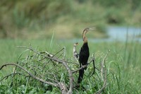 : Anhinga melanogaster; African Darter