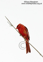 : Cardinalis cardinalis; Northern Cardinal