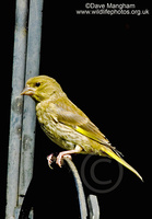 : Carduelis chloris; European Greenfinch