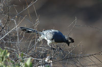 : Corythaixoides leucogaster; White Bellied Go-Away Bird