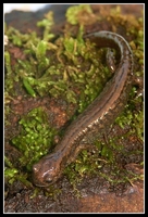 : Salamandrella keyserlingii; Siberian Newt