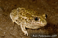 : Spea bombifrons; Plains Spadefoot