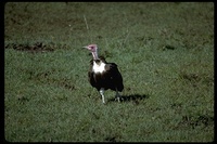 : Necrosyrtes monachus; Hooded Vulture