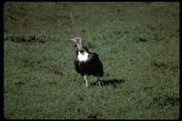 : Necrosyrtes monachus; Hooded Vulture