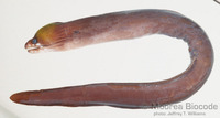 : Echidna leucotaenia