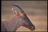 : Damaliscus lunatus; Topi