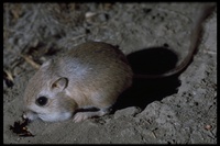 : Dipodomys sp.; Kangaroo Rat