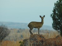 : Oreotragus oreotragus; Klipspringer;