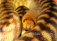 : Aspidites ramsayi; Woma