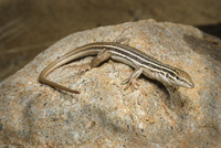 : Aspidoscelis sonorae; Sonoran Spotted Whiptail