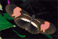 : Heliconius erato phyllis