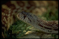 : Pituophis melanoleucus affin; Sonoran Gopher Snake
