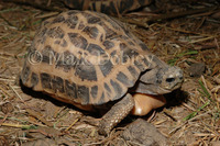 : Pyxis arachnoides; Madagascan Spider Tortoise