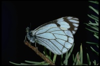 : Neophasia menapia; Pinewhite