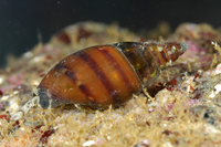: Alia carinata; Carinate Dovesnail