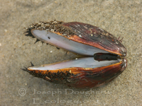 : Modiolus modiolus; Horse Mussel