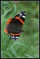 : Vanessa atalanta; Red Admiral, Vulcain