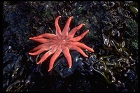 : Solaster dawsoni; Dawson's Sun Star