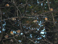 Fringilla montifringilla Brambling アトリ