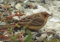 Emberiza bruniceps