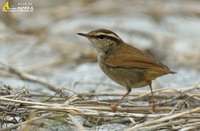 Fig. 19. Short-tailed Bush Warbler : 숲새