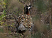 Black Francolin