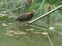 Black Bittern 02