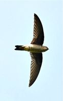 Himalayan Swiftlet (Aerodramus brevirostris)